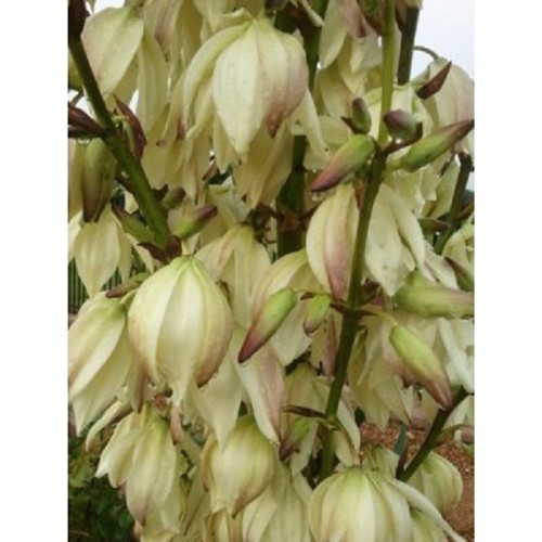 Yucca large plant 30 - 1,