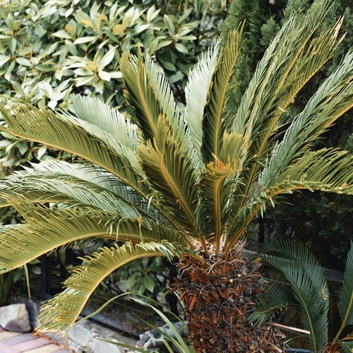 Pianta chamaerops humilis - pianta,