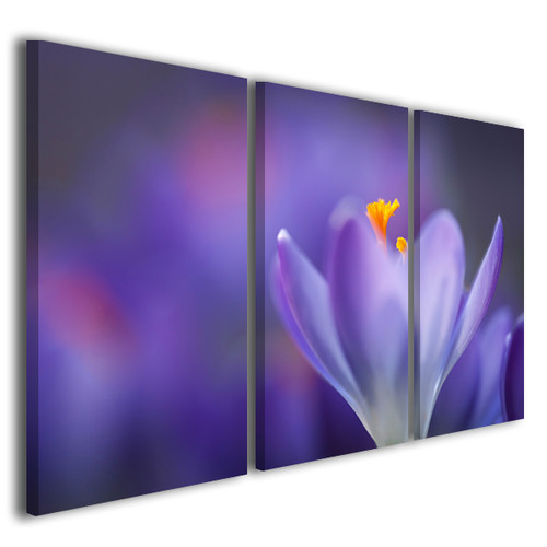 Quadri moderni crocus spring - quadri,