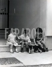 Foto Vintage Animali Jack Russell Terrier Tik di Giuseppe Mesa stampa 27x22 cm