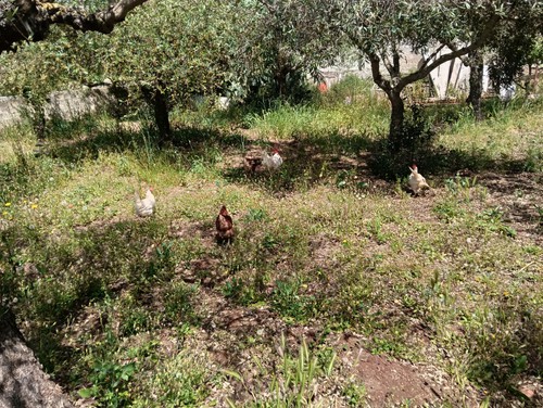 Uova feconde galline - 10,