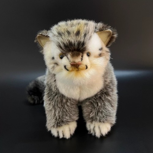 Pallas gattino gatto - gattino,