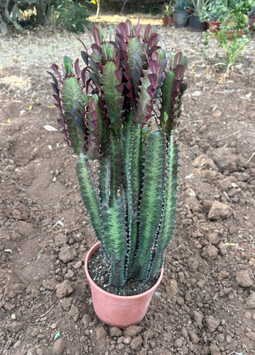 Euphorbia trigona rubra - euphorbia,