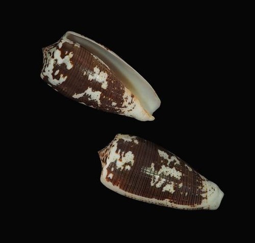 Conus magus giant - magus,
