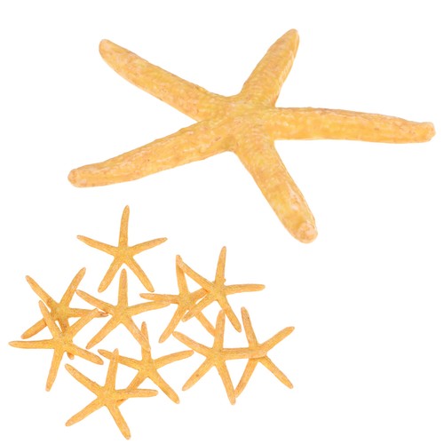 Confezione stelle marine - confezione,