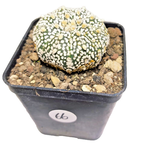 Astrophytum superkabuto vaso - astrophytum,