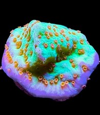 Live Coral Montipora Jedi Mind