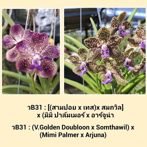 Orchidea vanda golden - orchidea,