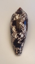 Conus aulicus great dark - conus,