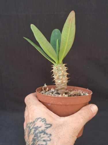 Euphorbia milii vulcanii - milii,