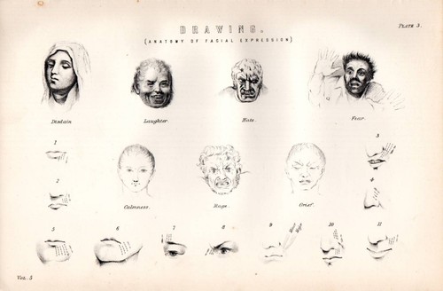 1880 stampa disegno anatomia - stampa, ~disegno~