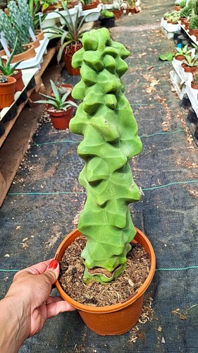 Lophocereus schottii major - lophocereus,