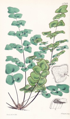 Allosorus calomelanos botanica - allosorus,