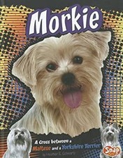 Morkie : A Cross Between a