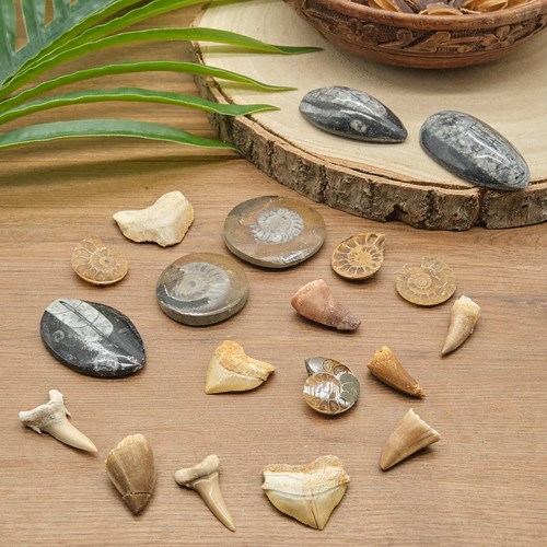 Various fossils genuine - various,