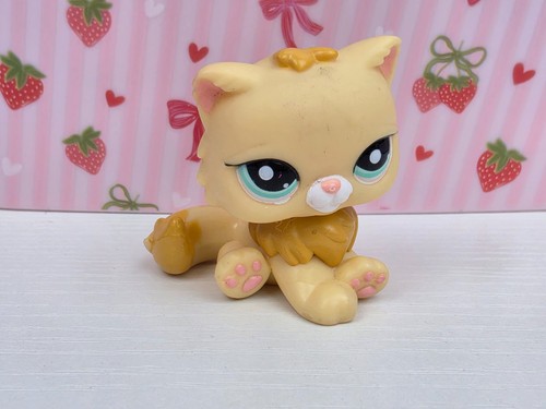Autentico gatto giallo - autentico,