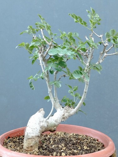 Bonsai frassino robusta - frassino,