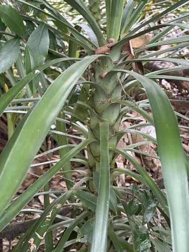 Yucca plant - yucca,