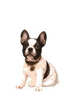 4 adesivi auto sticker bulldog