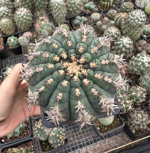 Pot 5cm gymnocalycium - 8.5cm,