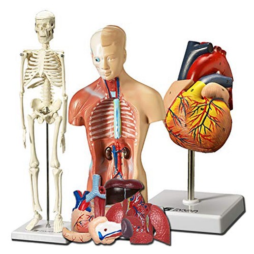 Modello cuore torso e - modello,
