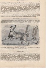 Dalmatiner Spaniel Razze Di Cani HOLZSTICH Del 1866 Dalmatian Dog Cocker Spaniel