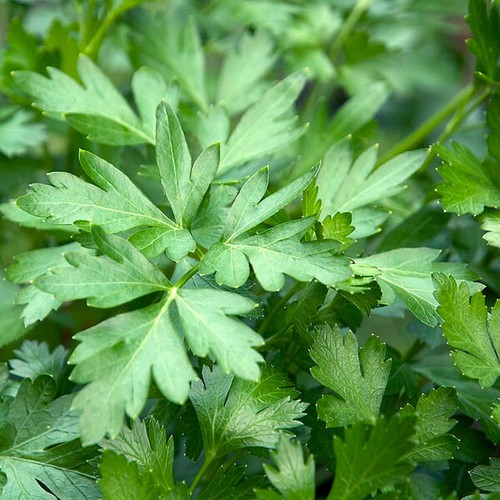 Petroselinum crispum - petroselinum,