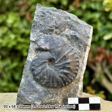 RARE Paraceratites elegans