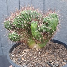 Trcko cereus paka noi x