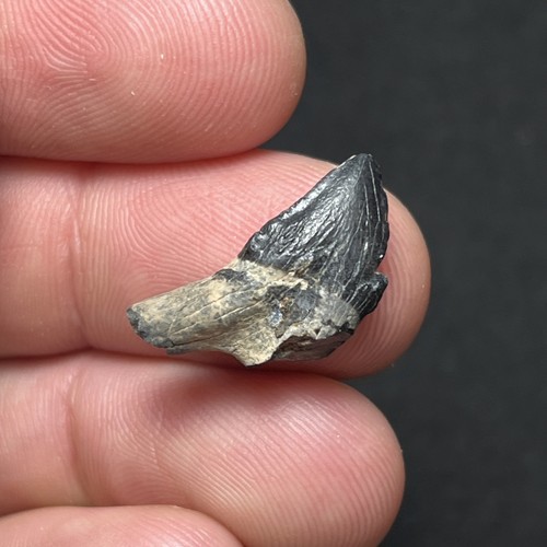 Waipatiid dente delfino - waipatiid,