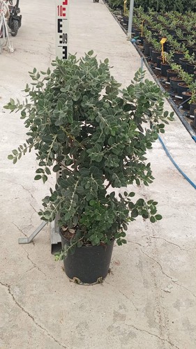 Metrosideros excelsa albero - metrosideros,