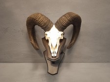  Vecchio Trofeo Corna Di