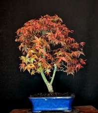 BONSAI DI ACERO ROSSO