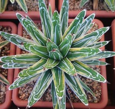 Agave Victoriae Reginae "White