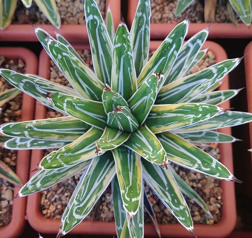 Agave victoriae reginae - agave, "white