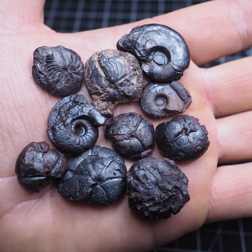 Goniatite fossile ematite