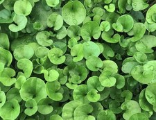 Seme dichondra 5kg - seme,