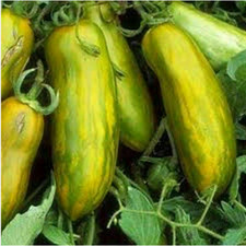 POMODORO ZEBRATO VERDE LUNGO / ZEBRA VERDE, 50 SEMI + OMAGGIO