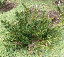 Caffettiera Encephalartos - NO DIOON ZAMIA HORRIDUS