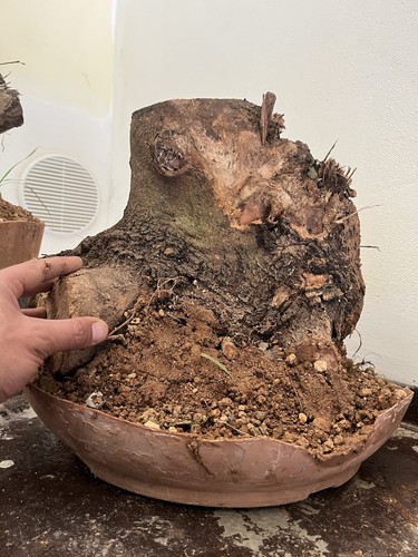 Bonsai olivo olea - bonsai,