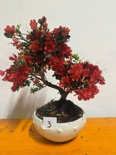 Bonsai azalea fiore - bonsai, rosso