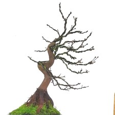 Acer palmatum DESHOJO 44 cm, radici esposte nebari 10 cm, vaso 18 cm. 16 anni