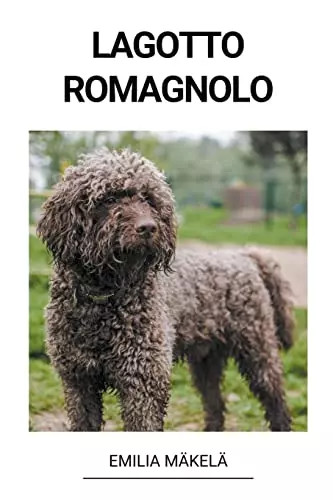 Lagotto romagnolo finnish - lagotto,