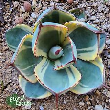 Agave Parryi Truncata