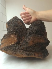 Chaga frammenti naturali fungo