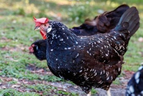 Uova fertili gallina - x,