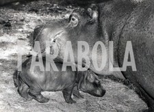 Foto vintage Animali, Ippopotami, cucciolo con la mamma, stampa 20 x 15 cm