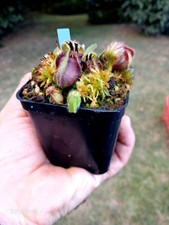 Cephalotus Follicularis"Martin
