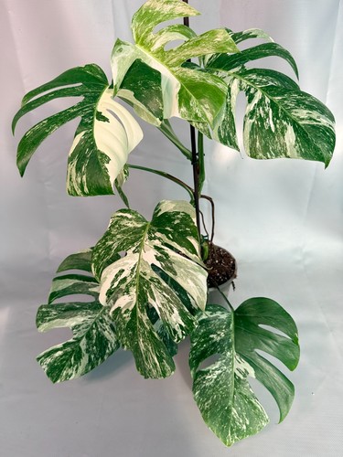 Monstera deliciosa albo - monstera,
