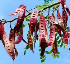 Albizia niopoides | Albero di Niopo | Falsa acacia - Albero di Niopo | Falsa acacia